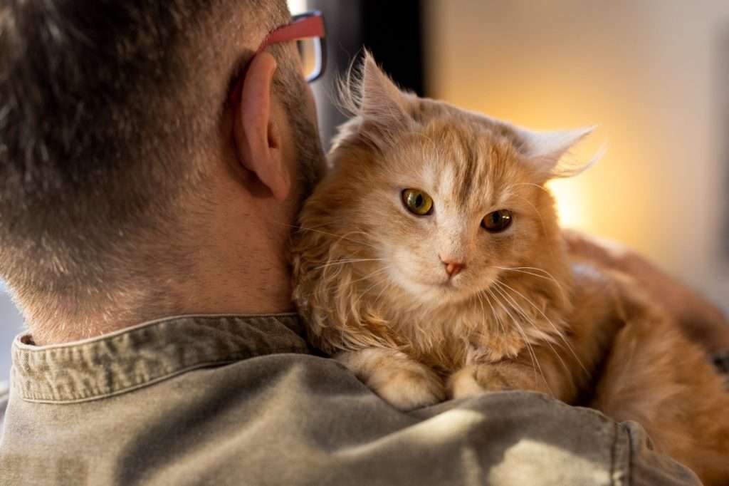 Insurance for a cat or dog in the UK - what is the best choice?