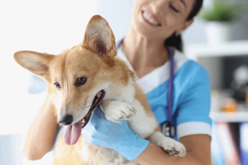 Insuring your dog, cat and other pets can save you from many unforeseen expenses.